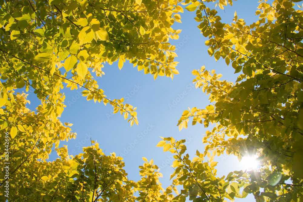 Fototapeta premium Yellow leaves in spring