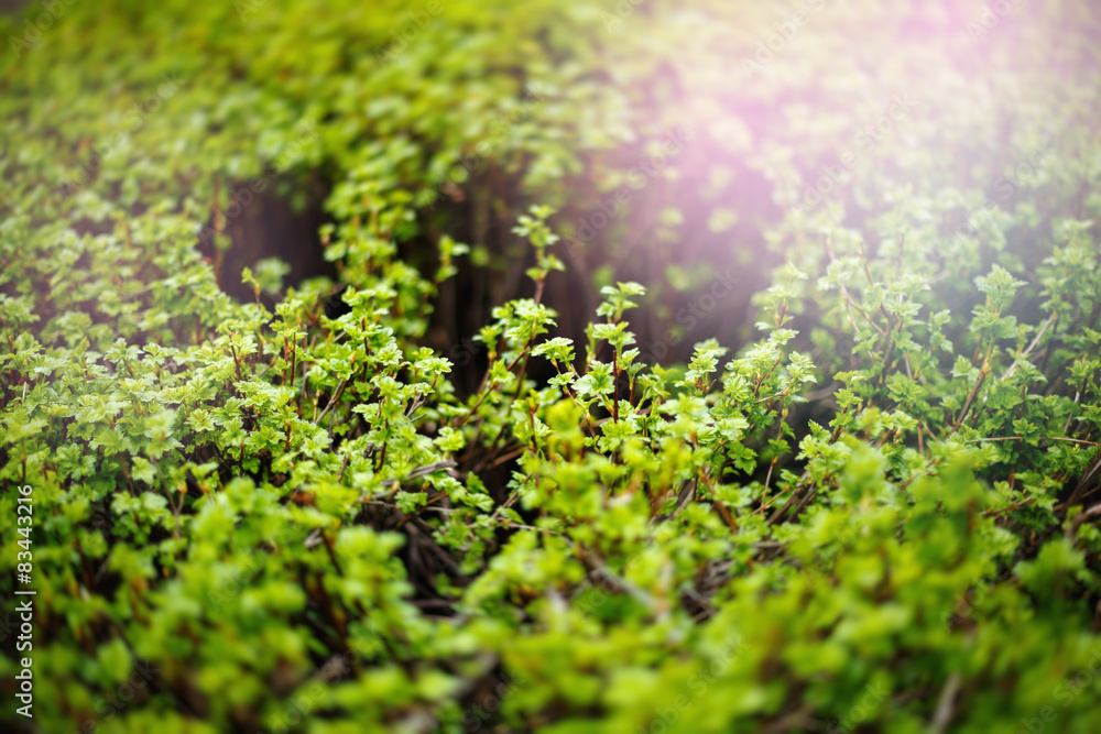 Obraz premium Green Leaves Close-Up With Bright Sunlight