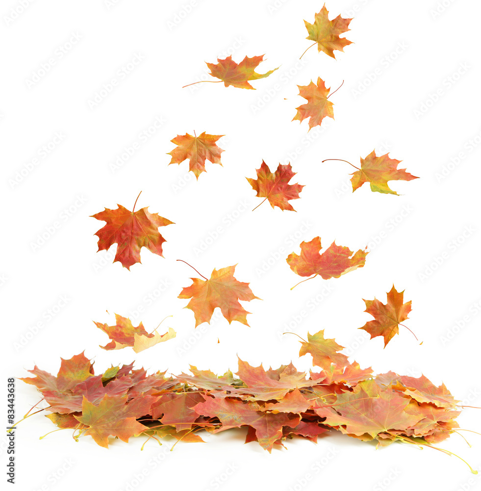 Autumn leafs isolated on white Autumn leafs isolated on white