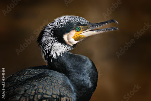 cormorant