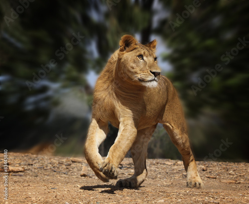 lion