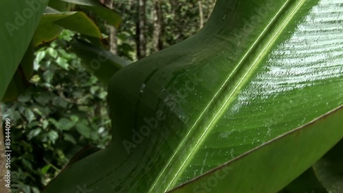 rain in rainforest, peru photo