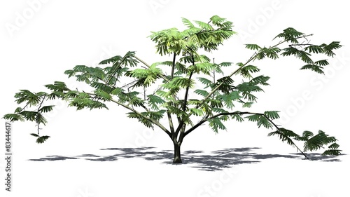Mimosa tree - isolated on white background
