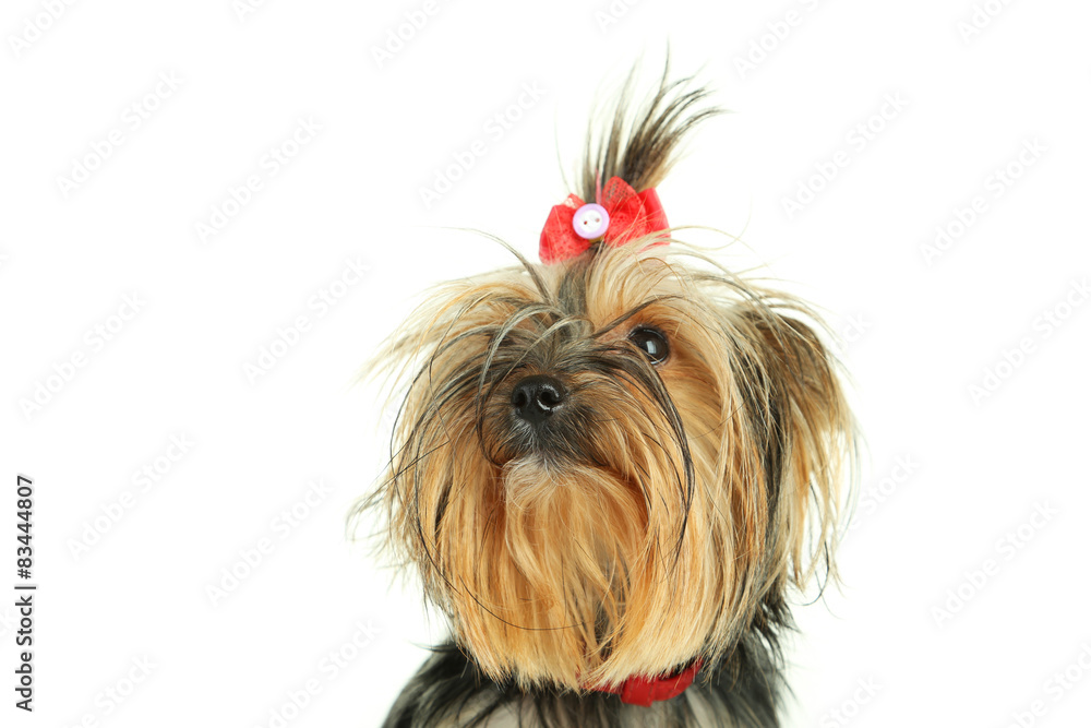 Yorkshire terrier on white background Yorkshire terrier on white background