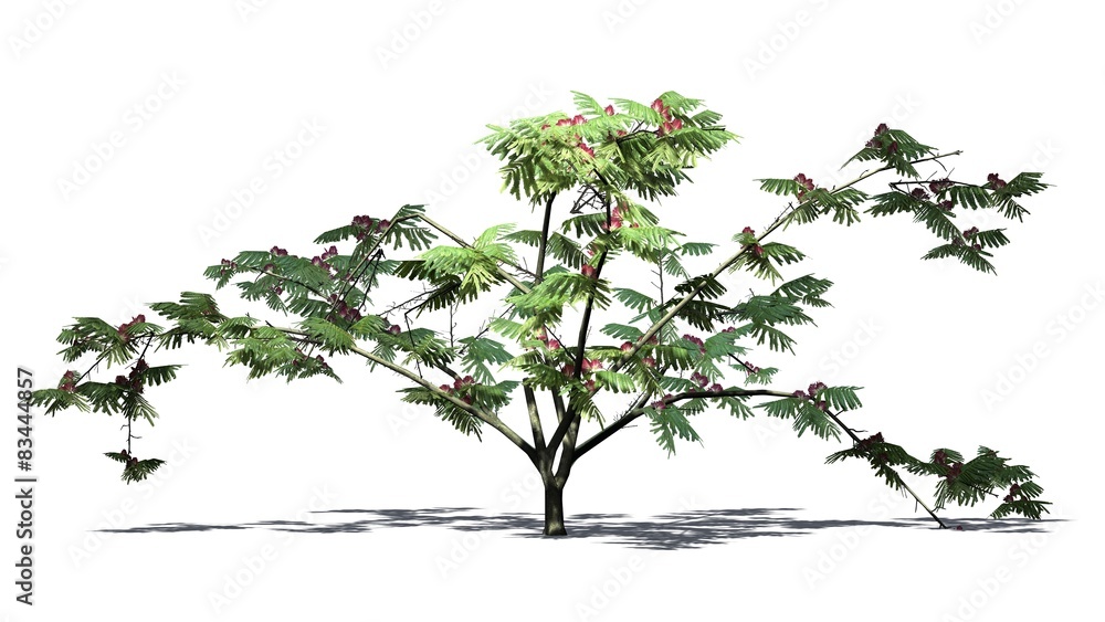 Obraz premium Mimosa tree - isolated on white background