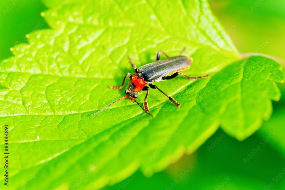 Atalantycha bilineata, Two-Lined Soldier Beetle