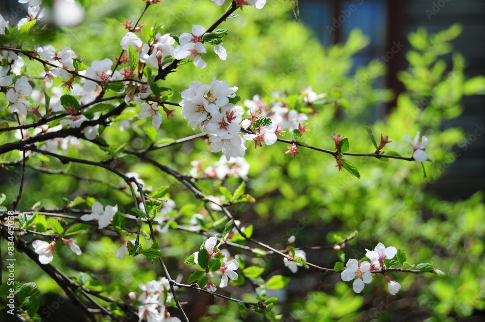 Ветка цветущей вишни на фоне зелени весною.