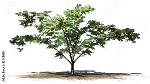 Fototapeta Naklejka Na Ścianę i Meble -  Mimosa tree - isolated on white background