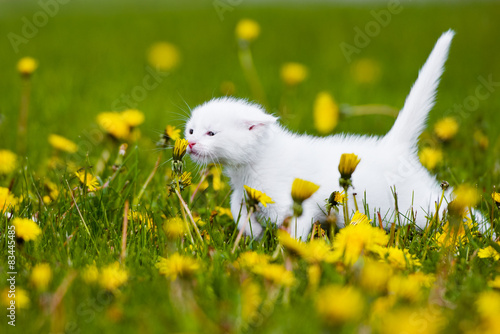 adorable white kitten outdoors photo