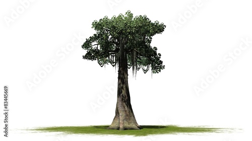 Kapok tree - isolated on white background photo