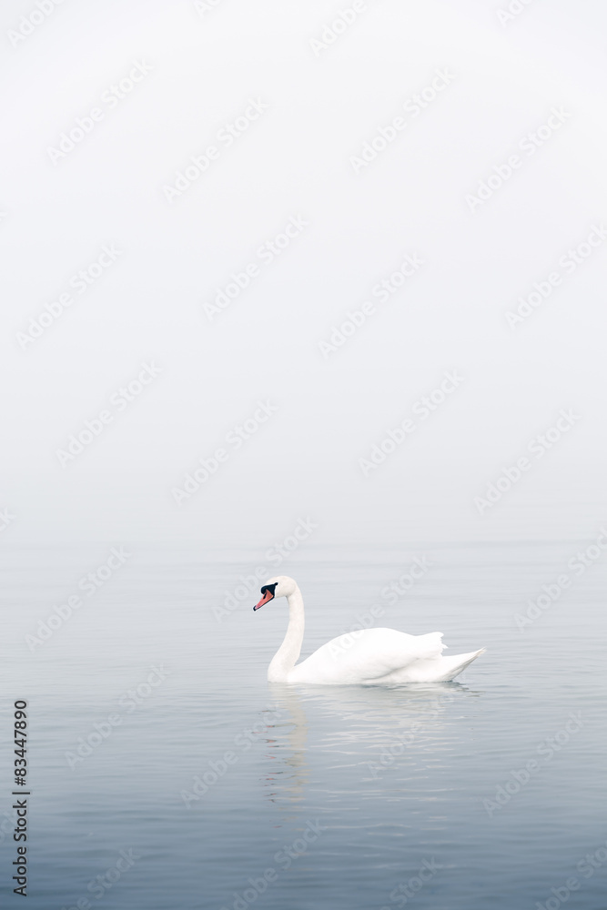 Fototapeta premium A white swan on the sea