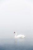 A white swan on the sea