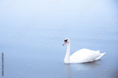 A white swan on the sea
