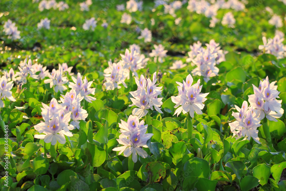 Fototapeta premium Water Hyacinth flowers