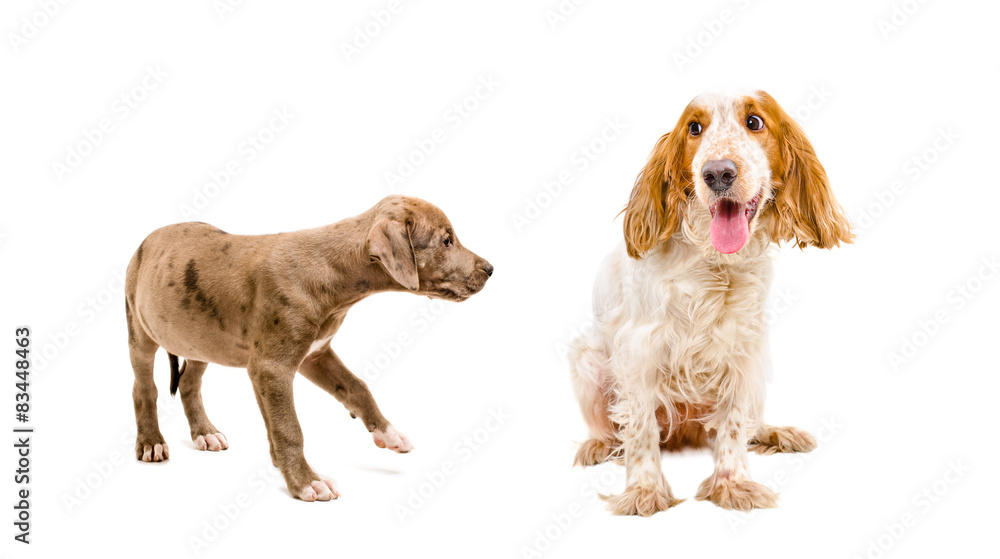 Dogs playing together Dogs playing together