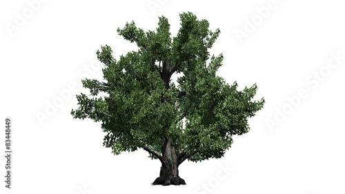 Bilde på lerret European Beech tree - isolated on white background