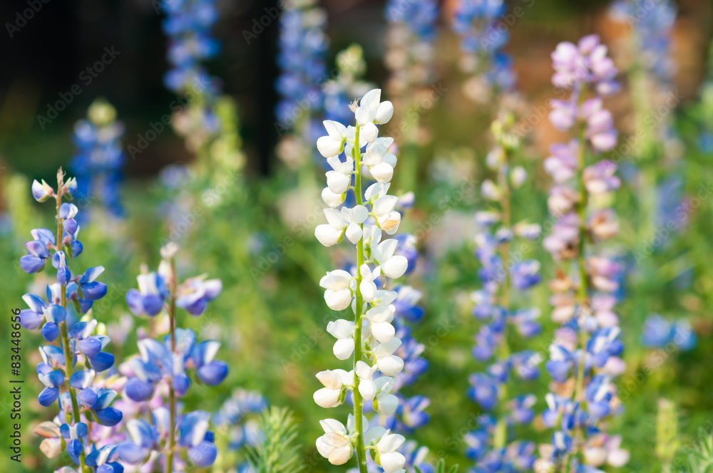 lupine flower lupine flower