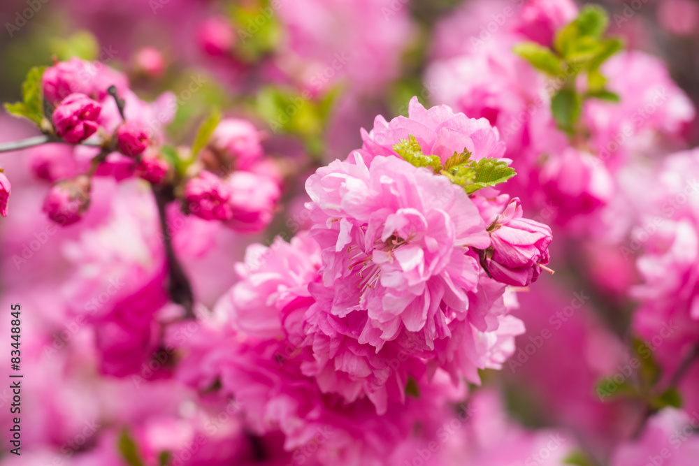 blossom flowers