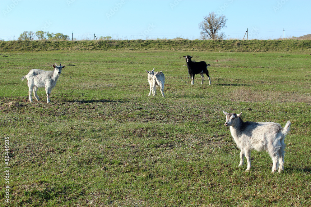 Fototapeta premium goats on the pasture