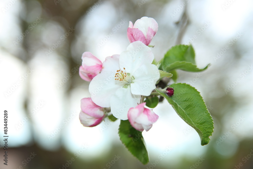 Obraz premium ЦВЕТ ЯБЛОНИ