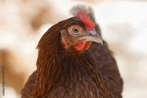 Hen in a detailed closeup at a free range farmyard