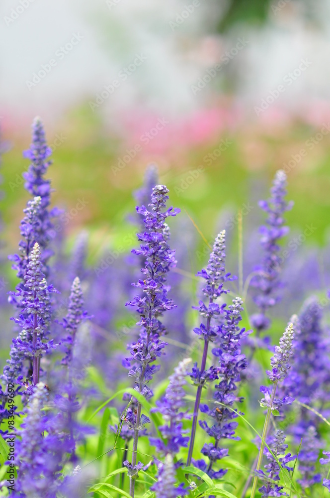 Naklejka premium blue salvia flowers in sunny day,soft focus
