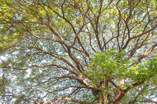 branch tree pattern