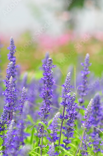 blue salvia flowers in sunny day,soft focus