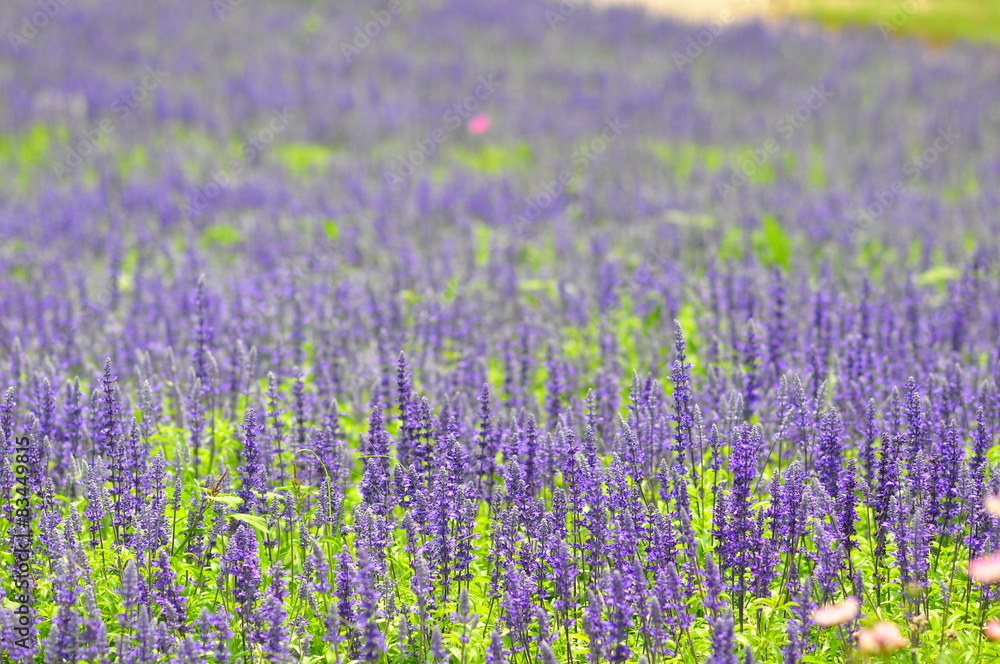 blue salvia flowers in the field in sunny day,soft focus
