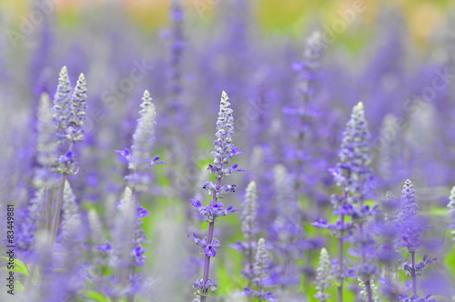 blue salvia flowers in the field in sunny day © pazzy_774