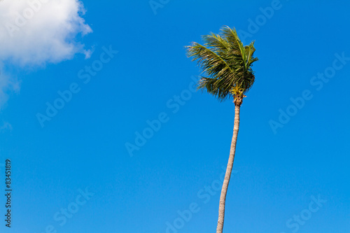 Coconut tree with blue sky in samui island, Thailand