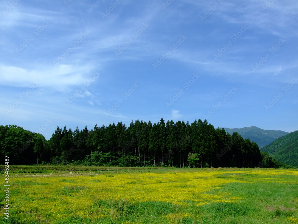 オヘビイチゴの花畑