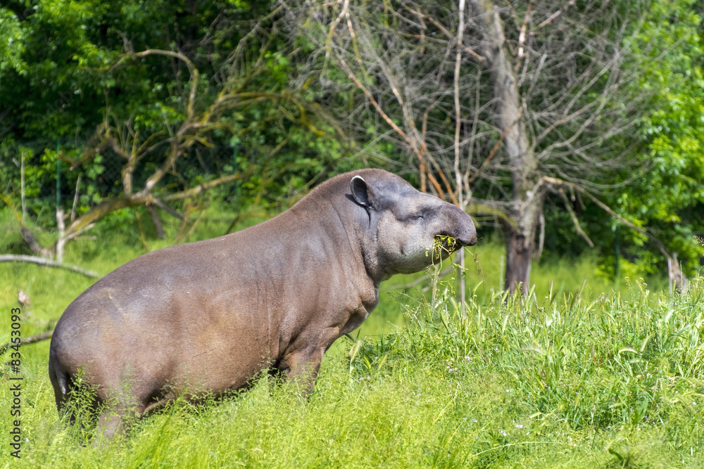 Fototapeta premium Lowland tapir (Tapirus terrestris)