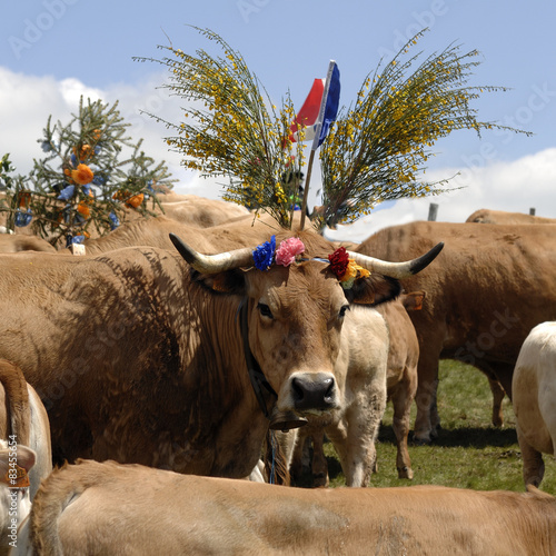Tableau sur toile transhumance des vaches en aubrac