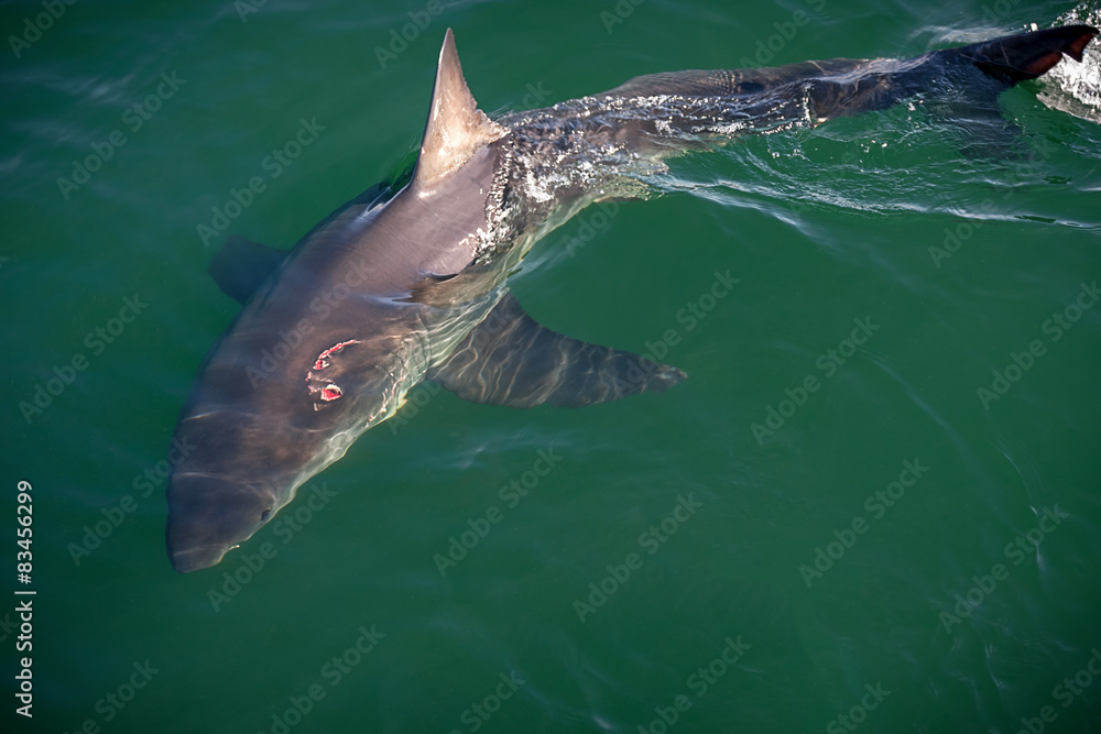Fototapeta premium great white shark