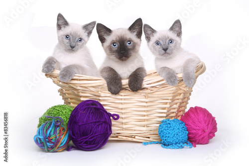 Fototapeta Naklejka Na Ścianę i Meble -  Siamese Kittens on White Background With Yarn