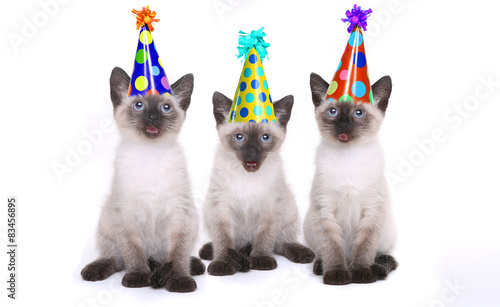 Fototapeta Naklejka Na Ścianę i Meble -  Siamese Kittens Celebrating a Birthday With Hats