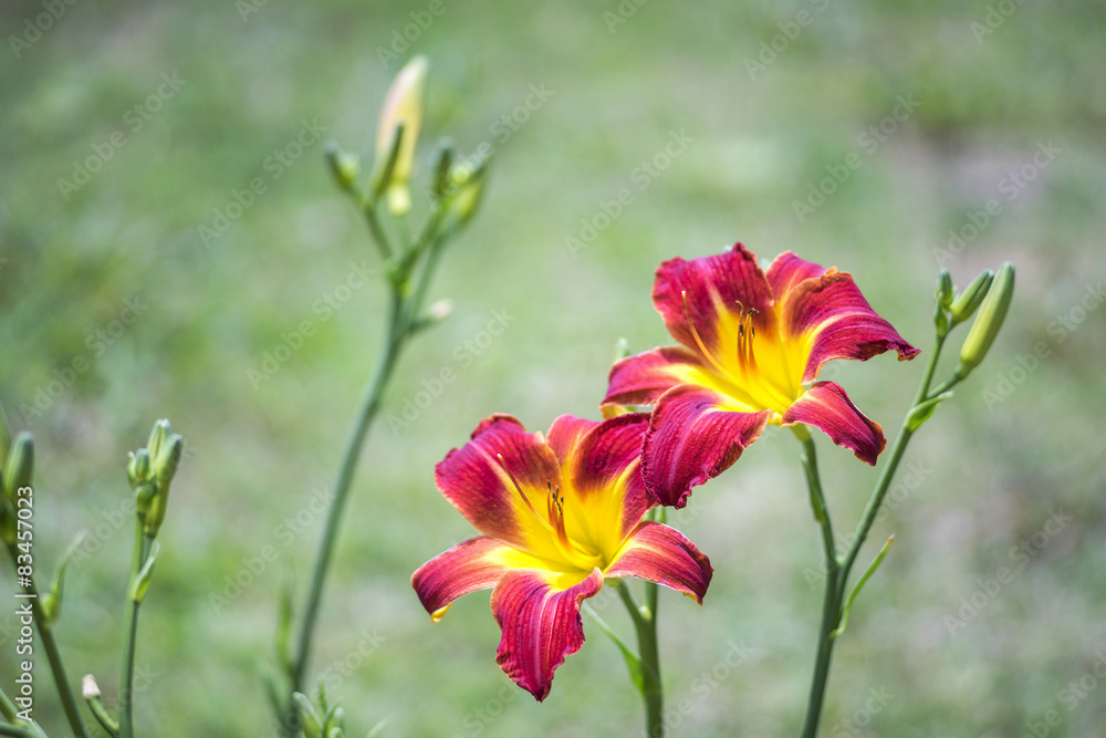 Red and Yellow Lily Red and Yellow Lily