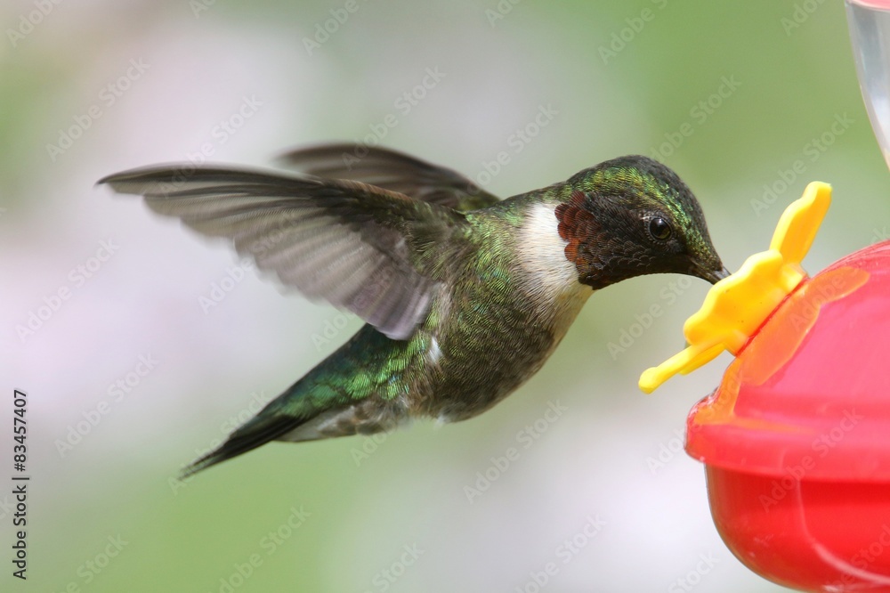 Obraz premium Ruby-throated Hummingbird (archilochus colubris)