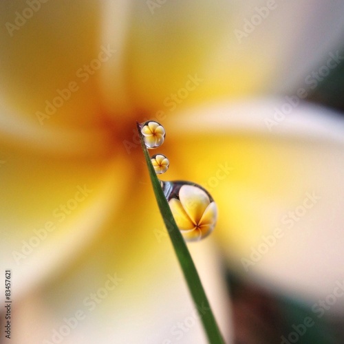 flower in water drop © madcat_madlove