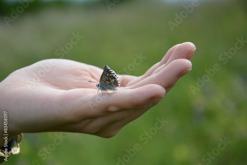 Schmetterling auf der Hand