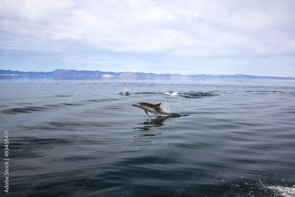 Obraz premium Delfines en Bahía de los Ángeles - Baja California