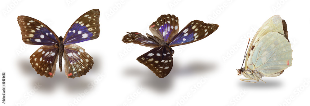 Obraz premium Butterfly (Sasakia charonda) on white. Clipping path included.