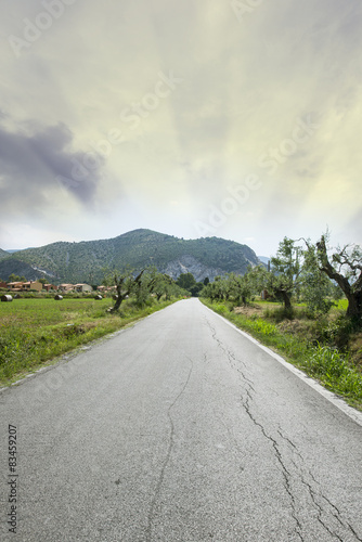 The olive roads