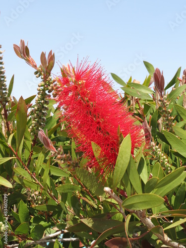 Gr  ce - Ile de Rhodes - Callistemon