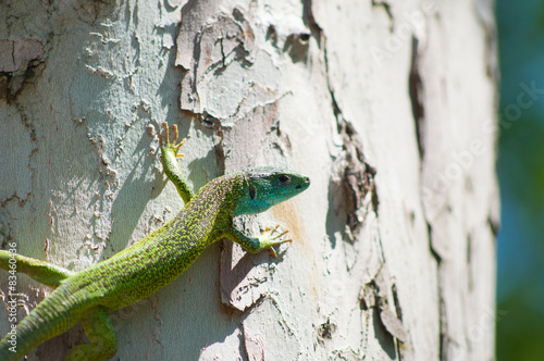 Green blue lizard on a tree