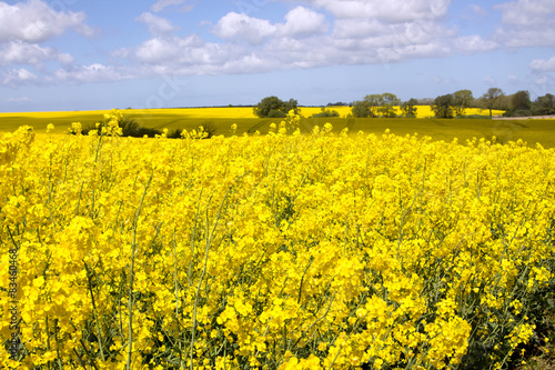 Rapsfeld im Frühling