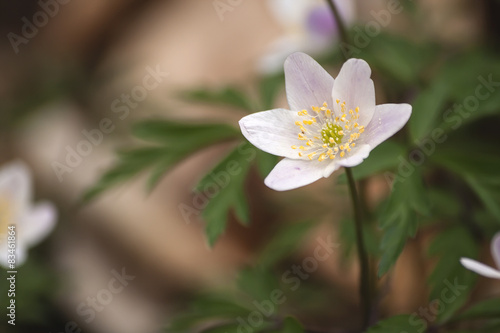 wild anemone nemorosa or wood anemone flower blooming in early s