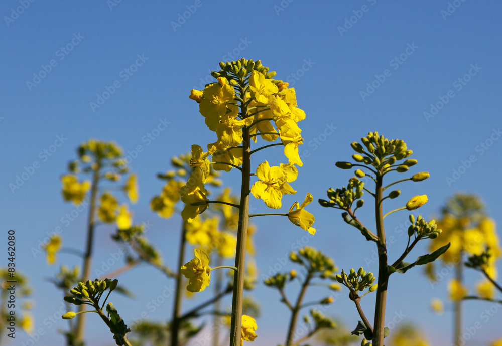 Obraz premium Canola on the field.