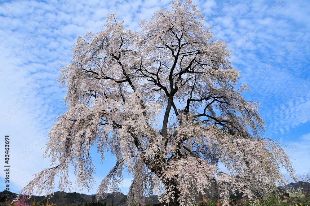 Fototapeta premium 和美の桜